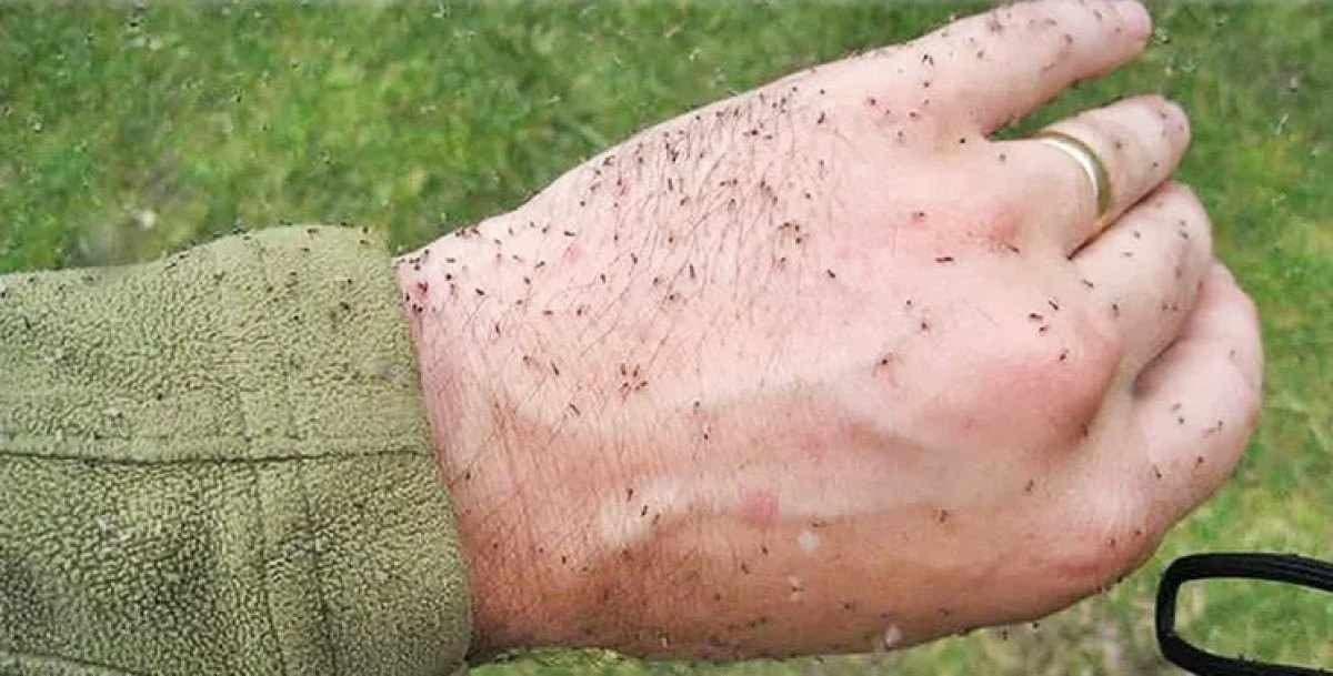 Infestação de mosquito maruim leva cidade a decretar &#8220;estado de emergência&#8221;