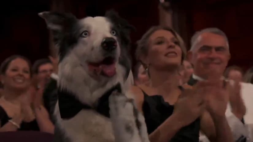 VÍDEO: Cão Messi rouba a cena ao &#8220;aplaudir&#8221; Robert Downey Jr no Oscar 2024