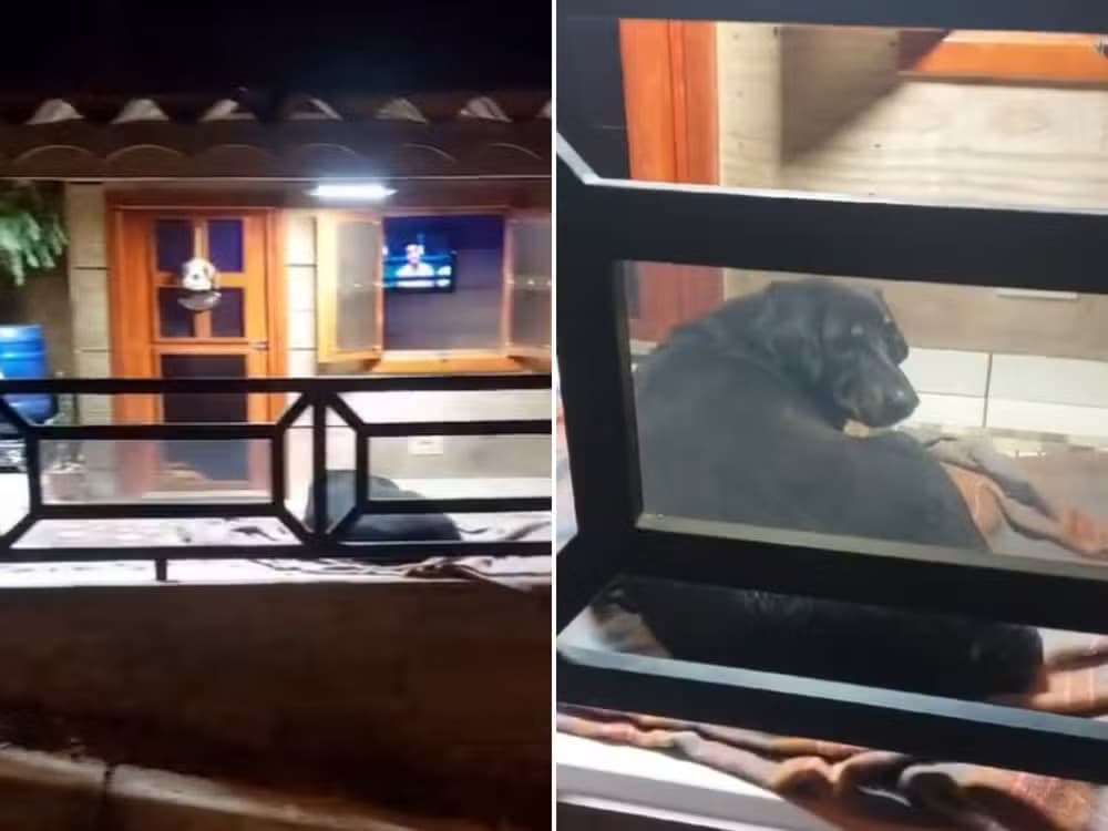 VÍDEO: Morador do interior de SP constrói &#8220;mansão&#8221; para cachorros de rua