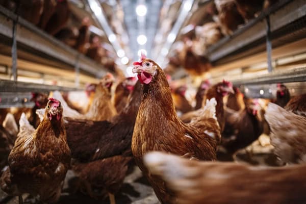 Gripe aviária: Caso de H5N1 é detectado na Inglaterra