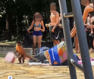 VÍDEO: Macacos fazem &#8216;arrastão&#8217; e pegam alimentos dos visitantes em parque do Distrito Federal