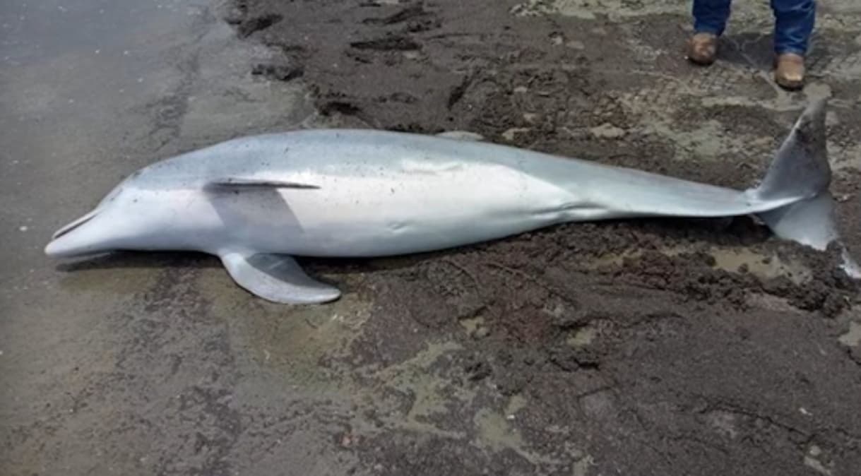 EUA oferece recompensa de R$ 100 mil por informação sobre golfinho morto a tiros