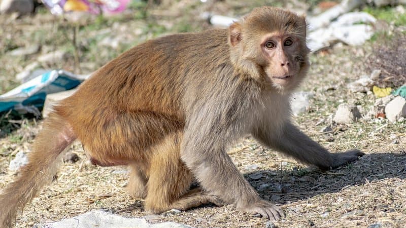 Homem é mordido por macaco e contrai doença rara em Hong Kong   