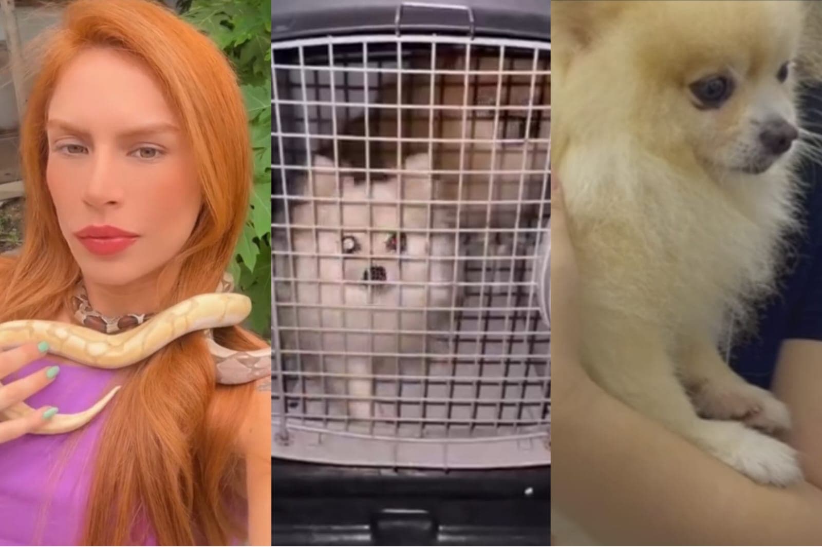 Caso Djidja: animais são resgatados após serem supostamente utilizados em rituais de &#8216;seita religiosa&#8217;