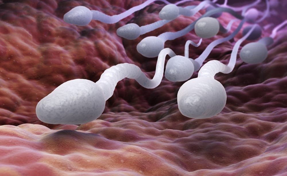 Estudos indicam que ejaculação frequente pode ajudar a evitar câncer de prostata