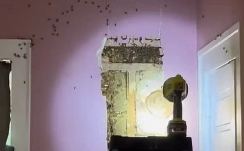 VÍDEO: Família nos EUA descobre 50 mil abelhas em parede de casa após filha ouvir &#8220;monstros&#8221;