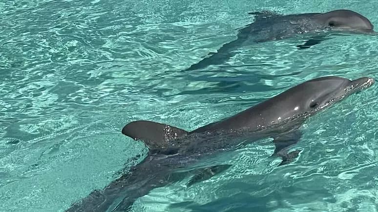 Cinco golfinhos são encontrados abandonados em resort de luxo nas Bahamas