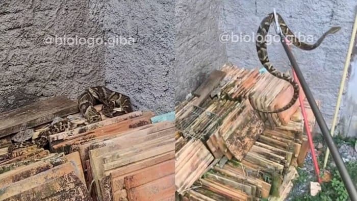 VÍDEO: Jararaca &#8216;gigante&#8217; aparece em terreno e surpreende família em SC