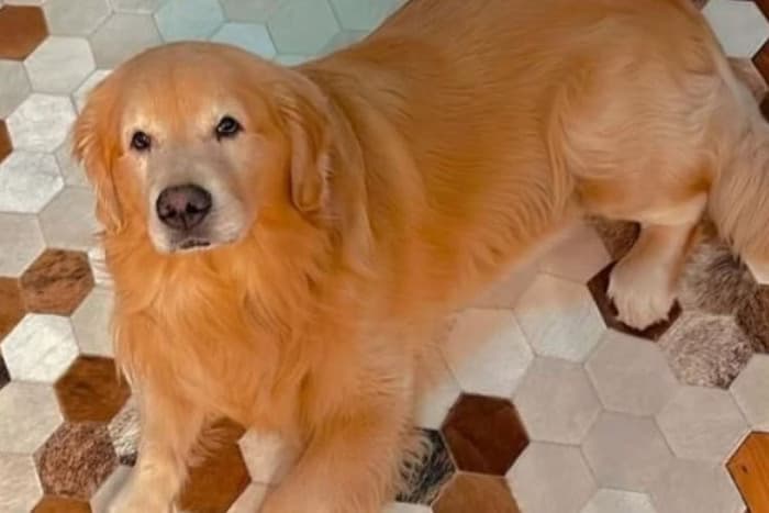 Cão Joca, que morreu por erro em voo da Gol, será cremado neste sábado (15)