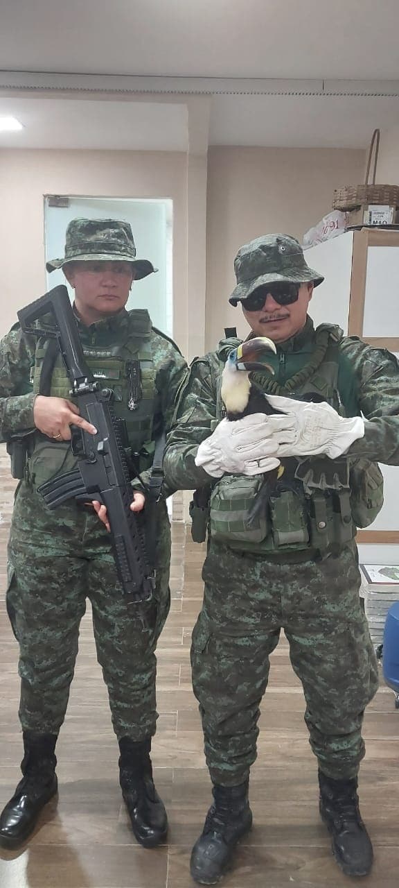 Tucano é resgatado após ser encontrado ferido em Manaus