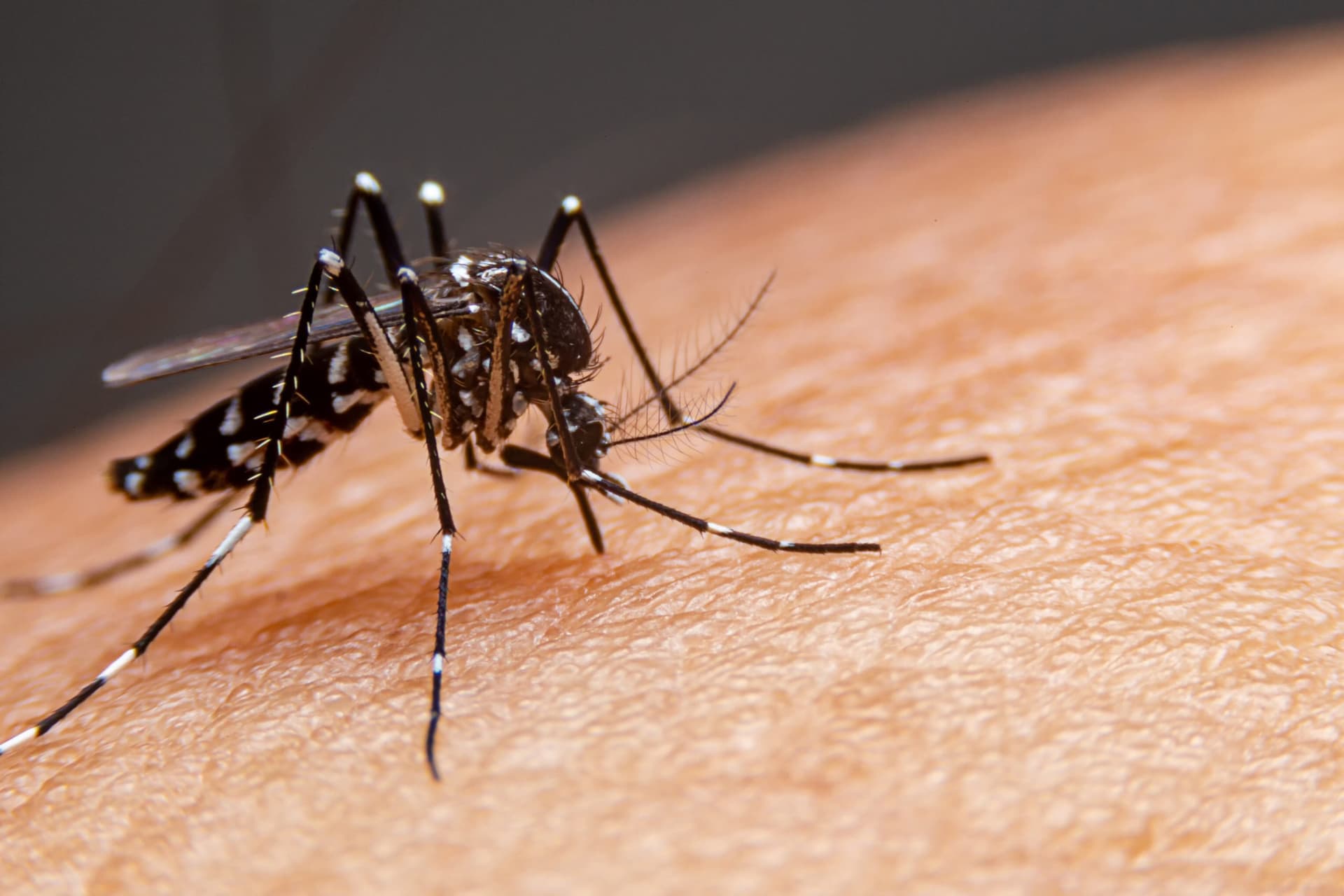 Brasil lidera casos de dengue no mundo com 82% dos diagnósticos, aponta OMS