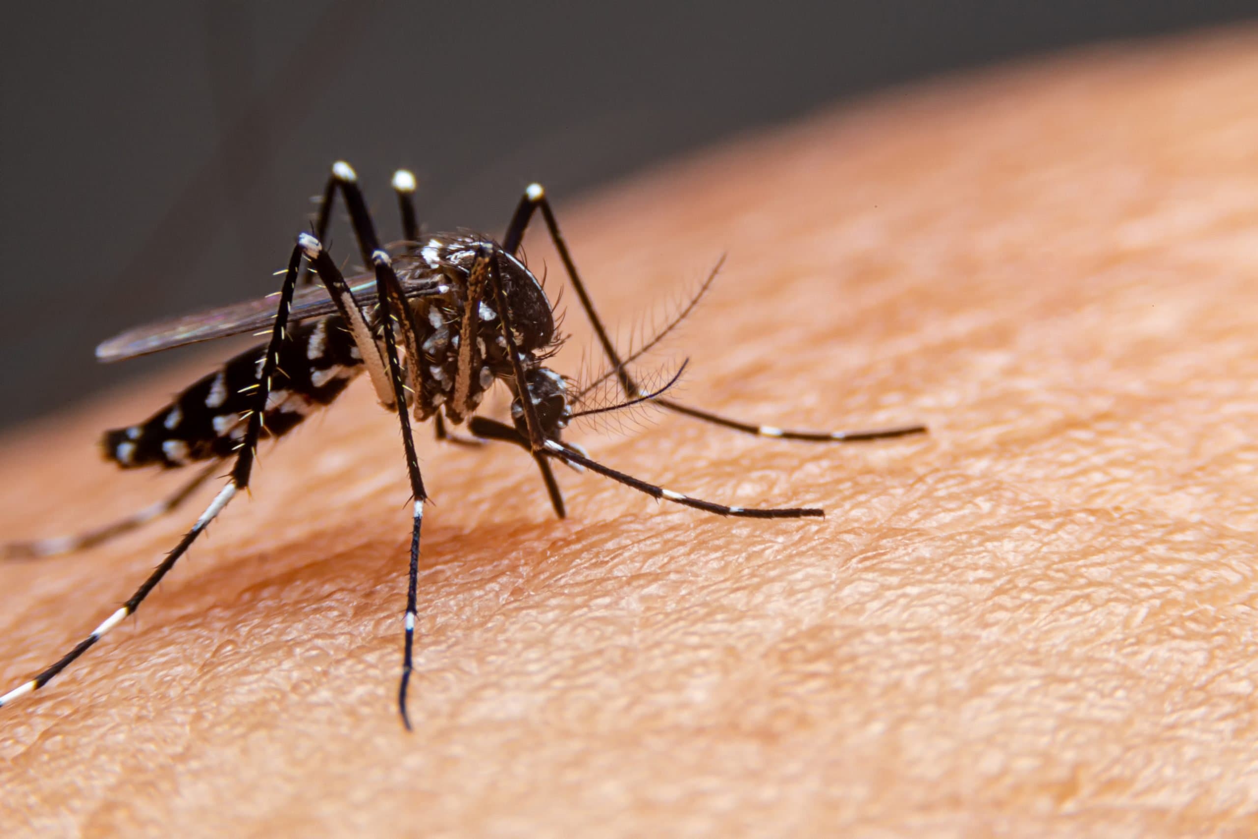 Brasil lidera casos de dengue no mundo com 82% dos diagnósticos, aponta OMS