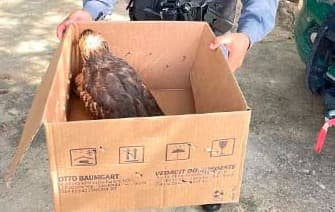 Batalhão Ambiental resgata gavião na rodovia AM-070