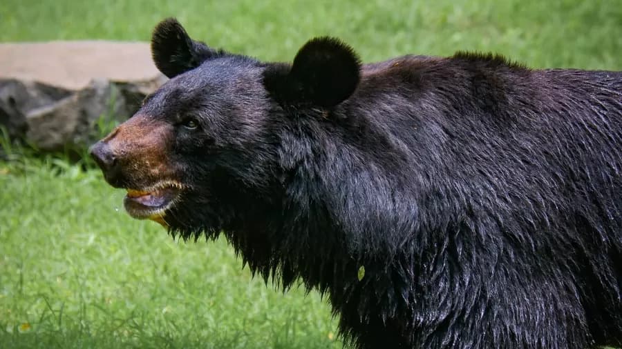 Família come carne de urso e pega infecção rara nos Estados Unidos