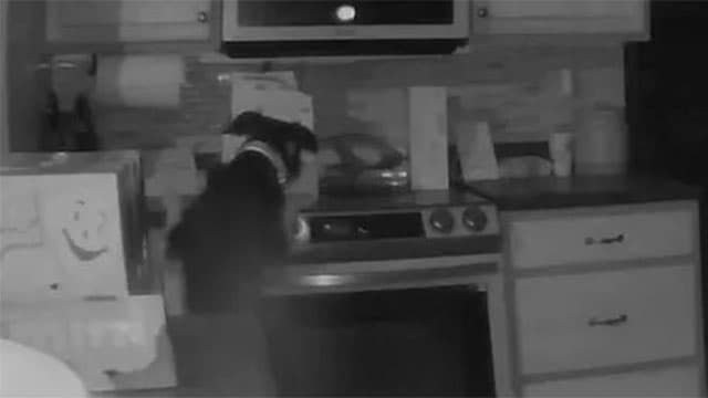 VÍDEO: Nos EUA, cachorro põe fogo em casa &#8220;sem querer&#8221; ao ligar fogão acidentalmente