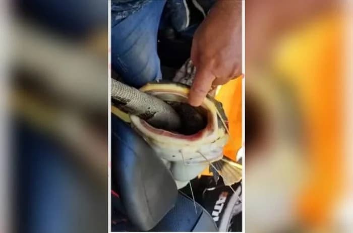 VÍDEO IMPRESSIONANTE: Pescadores salvam peixe que ficou &#8220;entalado&#8221; ao tentar engolir uma iguana