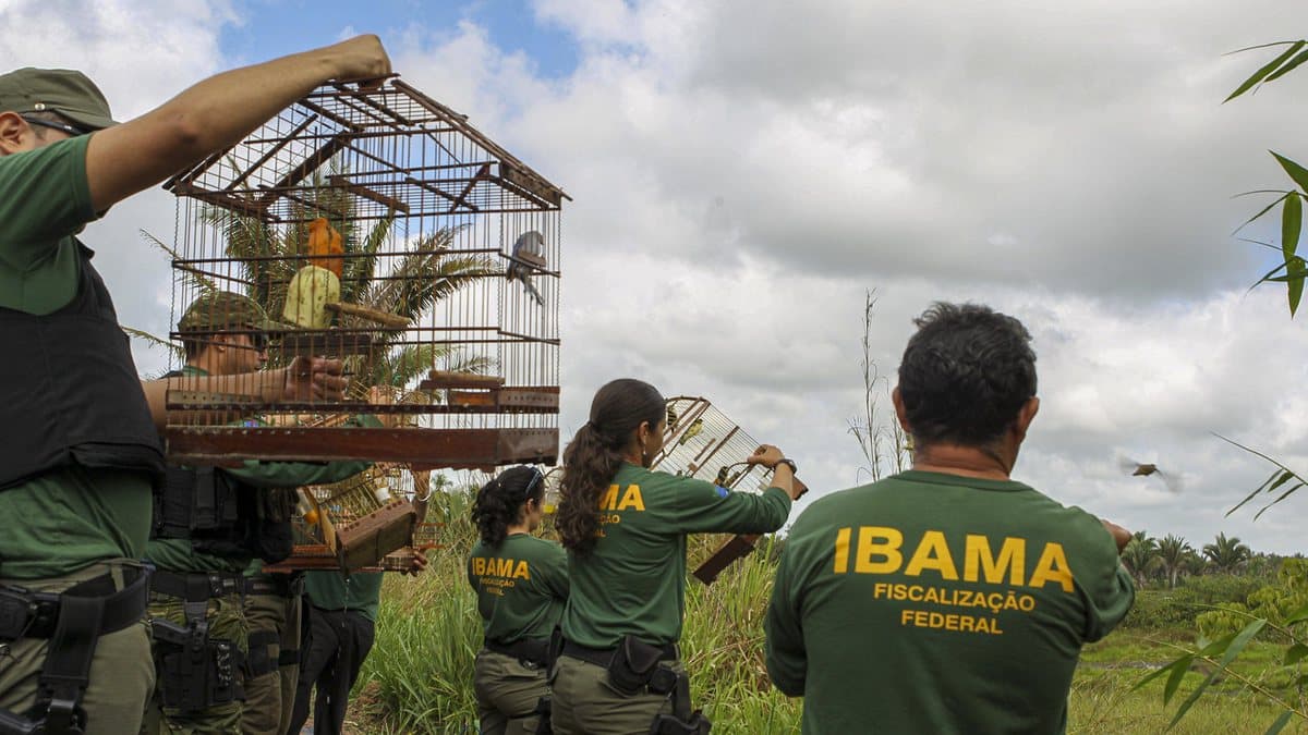 Porte de armas de fogo para agentes da Funai, Ibama e ICMBio é aprovado no Senado