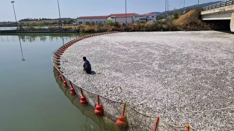 Mais de 100 toneladas de peixes mortos são encontrados na Grécia