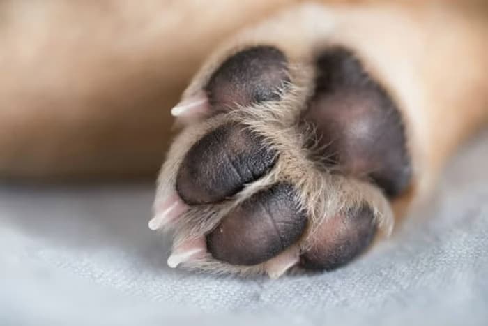 Em MG, ex-marido é condenado a pagar pensão alimentícia para cachorro, após divórcio da esposa
