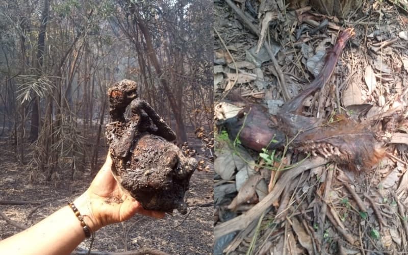 VÍDEO: Moradores de Acajatuba pedem ajuda para conter incêndio que tem matado animais