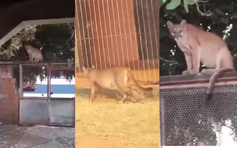 VÍDEO: Onça-parda se pendura em muro e chega a invadir casas