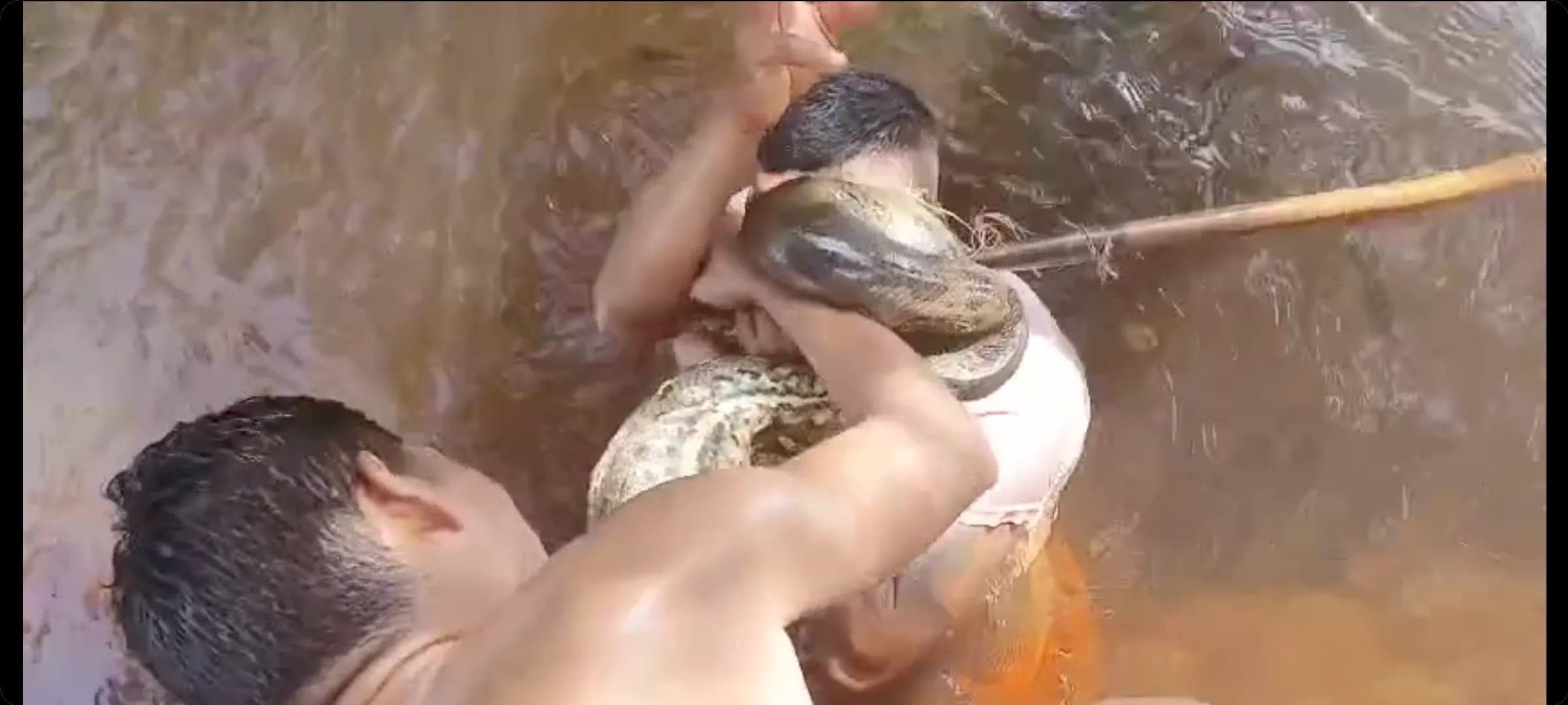 VÍDEO: Para escapar de ataque, homem morde sucuri no Pará