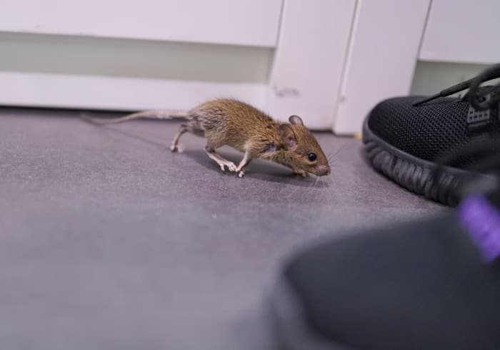 Voo faz pouso de emergência após passageira encontrar rato em embalagem de petiscos
