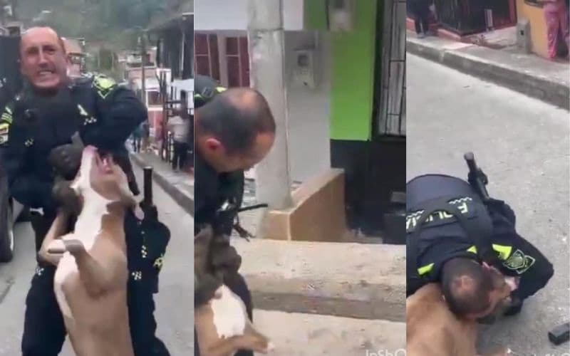 VÍDEO: Cão da raça Pitbull ataca policial e só larga após ser morto a tiros