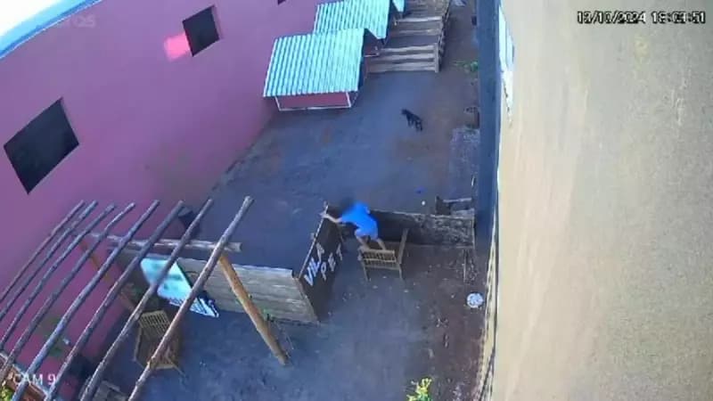 VÍDEO: Menino de 9 anos invade hospital veterinário e mata 23 animais no Paraná   