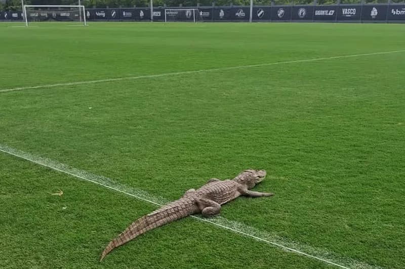 &#8216;Jacaré&#8217; invade CT do Vasco, no Rio; local estava sem atividades de treino