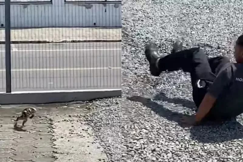 VÍDEO: Lagarto &#8220;se vinga&#8221; de homem que o atingiu com pedra, em SC