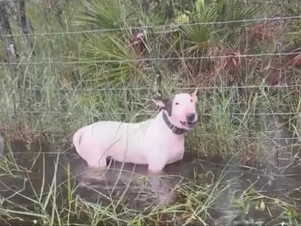 EUA: Polícia prende homem que deixou cachorro amarrado a uma cerca durante furacão Milton