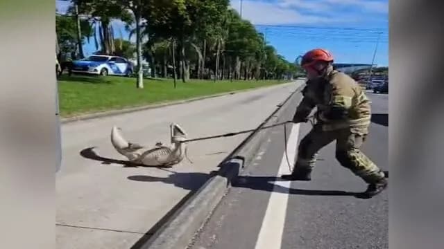 VÍDEOS: Jacaré atrapalha trânsito na Barra da Tijuca (RJ) e causa acidente