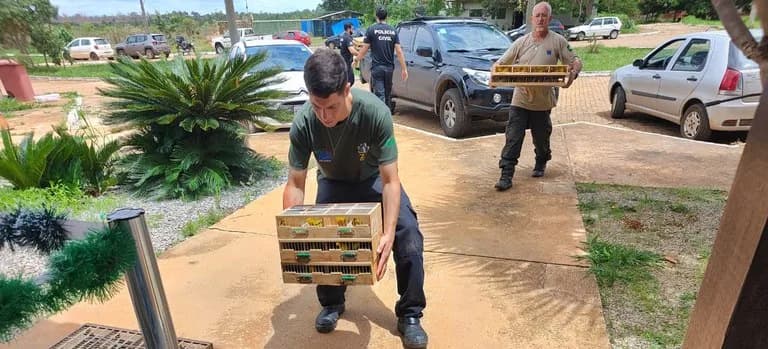 Tráfico de Animais Silvestres: mais de 1.500 aves são encontradas em micro-ônibus, no DF