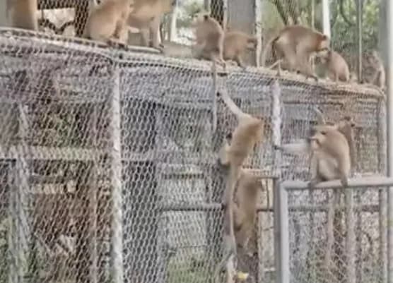 Na Tailândia, macacos selvagens causam caos após fuga de recintos