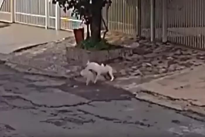 VÍDEO: Shih-tzu é atacado e morto por pitbull em Ceilândia