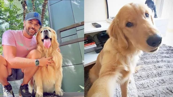 Cão Joca: defesa de tutor quer reabrir inquérito sobre morte em voo