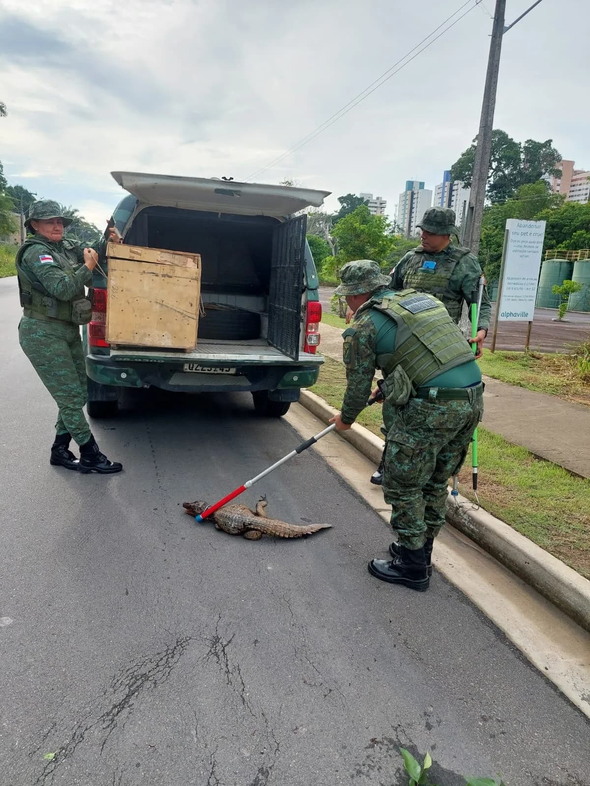 VÍDEO: Filhote de jacaré é resgatado após ser encontrado ferido em avenida de Manaus