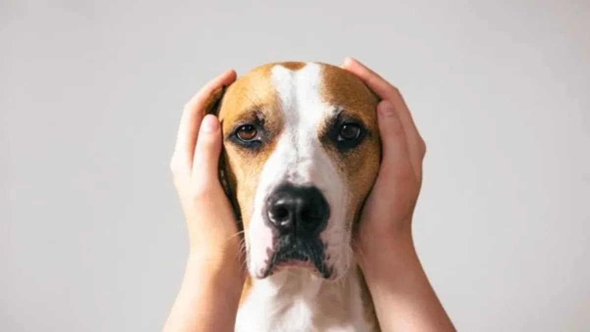 Como os fogos de artifício afetam os pets? Saiba o que fazer para ajudá-los
