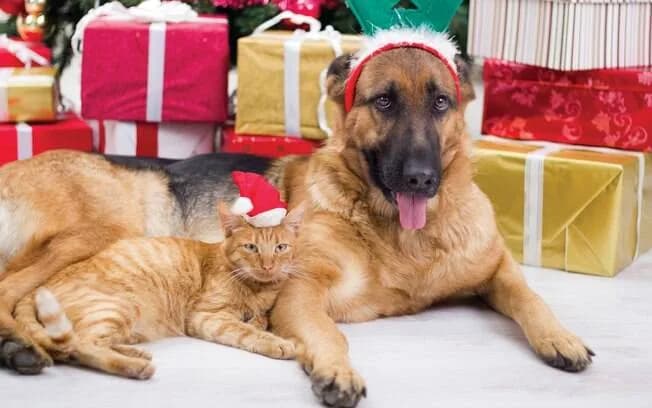 Veja itens de decoração de Natal que você deve manter longe do seu pet