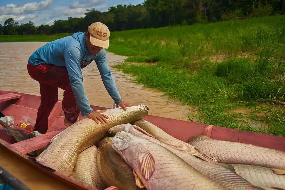 Feira do Pirarucu acontece neste final de semana em Manaus, com peixe a partir de R$ 6 o quilo
