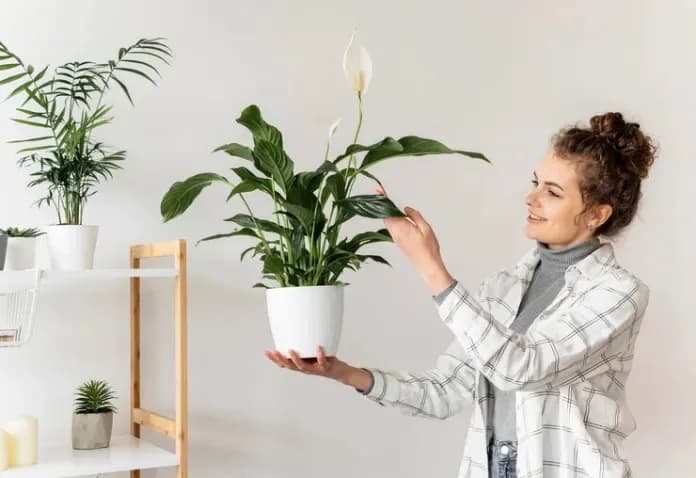 O poder das plantas: traga proteção, prosperidade e equilíbrio para 2025