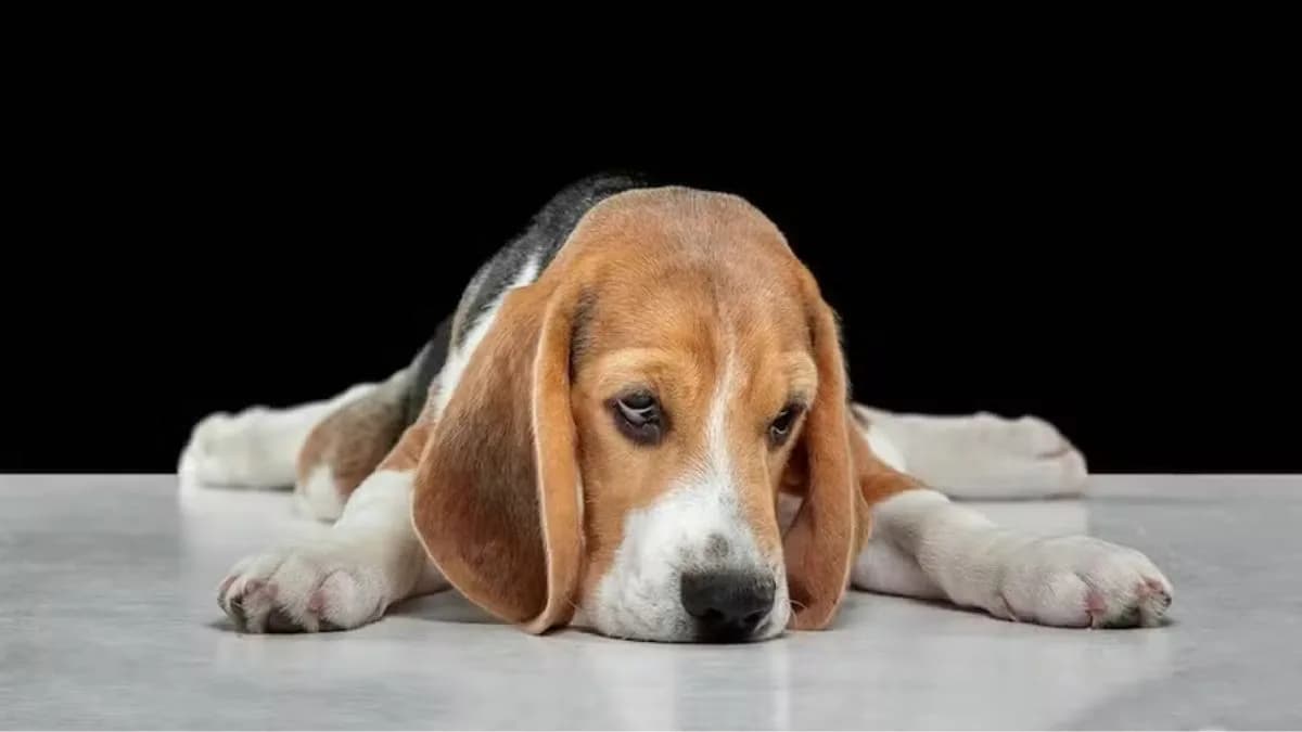 Tal tutor, tal pet: estresse de donos &#8220;contamina&#8221; cachorros; entenda