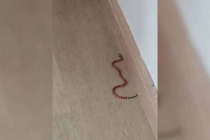VÍDEO: Família encontra ninho de cobras venenosas no sofá de casa, em SC