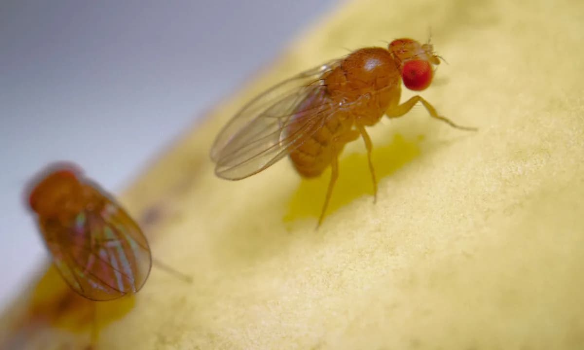 Casos de &#8220;virose da mosca&#8221; crescem em Fortaleza; saiba mais