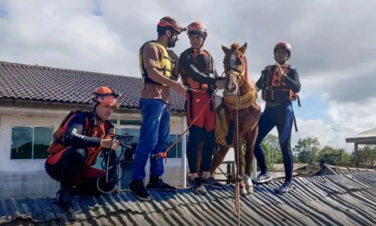 Câmara aprova PL que garante proteção a animais em situações de resgate