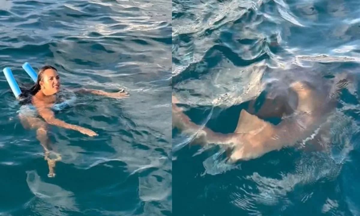 VÍDEO: Turista se assusta e chuta tubarão em Noronha: &#8220;Eu bati nele&#8221;