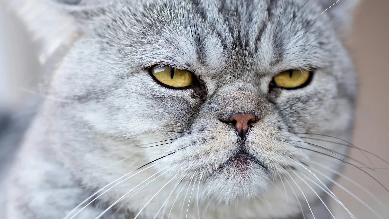 Conheça 5 tipos de personalidade dos gatos e entenda seu pet