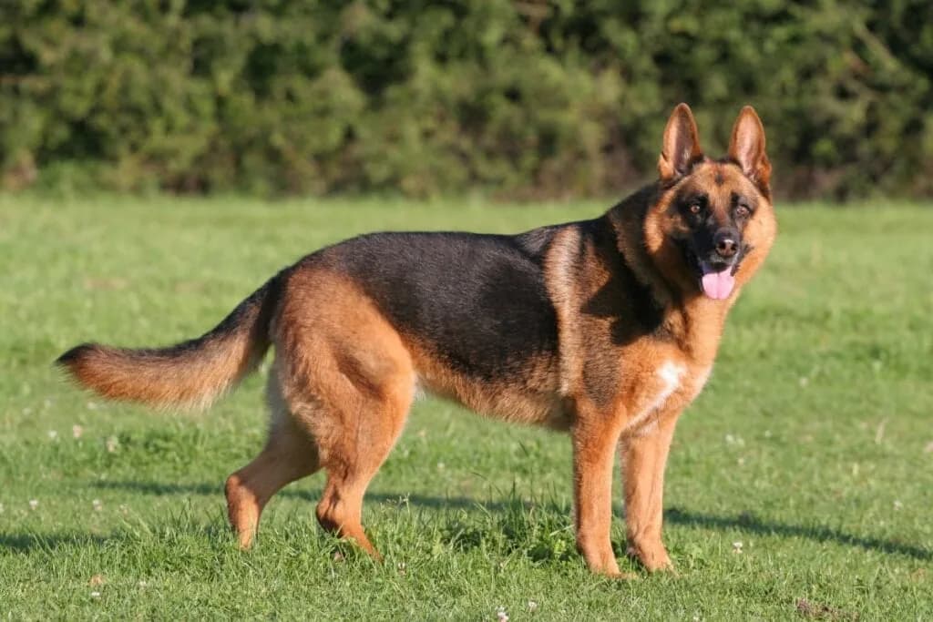 Estudo estabelece ranking das raças de cachorro mais inteligentes; veja
