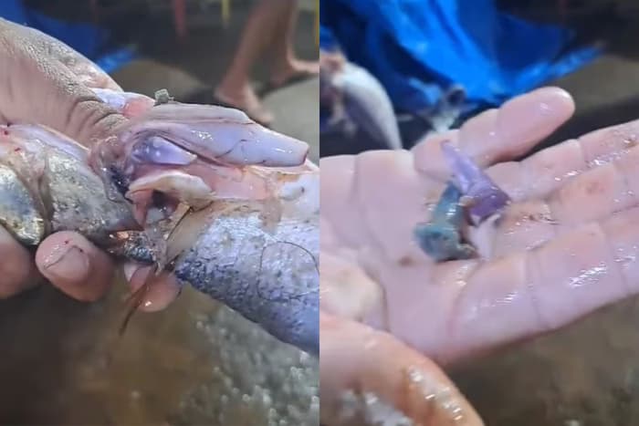VÍDEO: Pescador encontra pinos de cocaína dentro de peixe, em São Paulo
